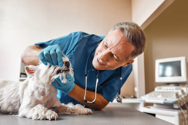  Shoreacres, TX Emergency Dentist Pros